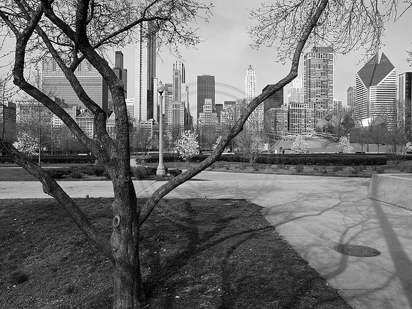 Nature's Metropolis - b&w