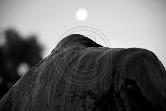 monochrome, moon