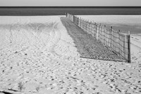 windbreak