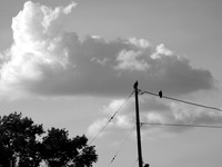Incidental