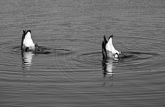monochrome